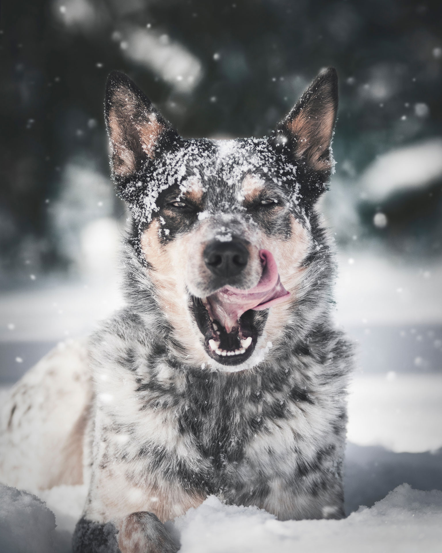 Australian Cattle Dog
