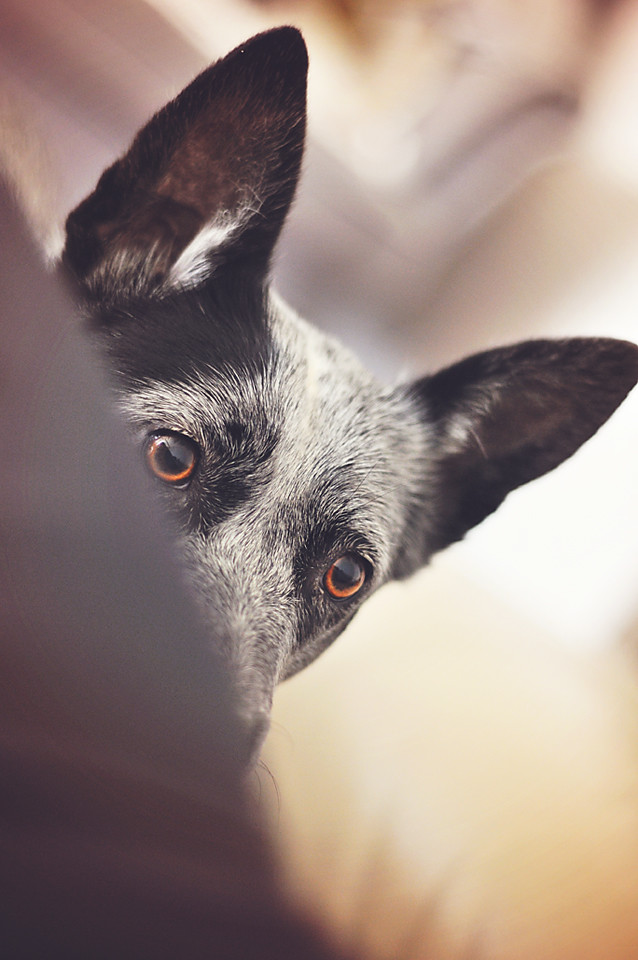 Australian Stumpy Tail Cattle Dog hondenras