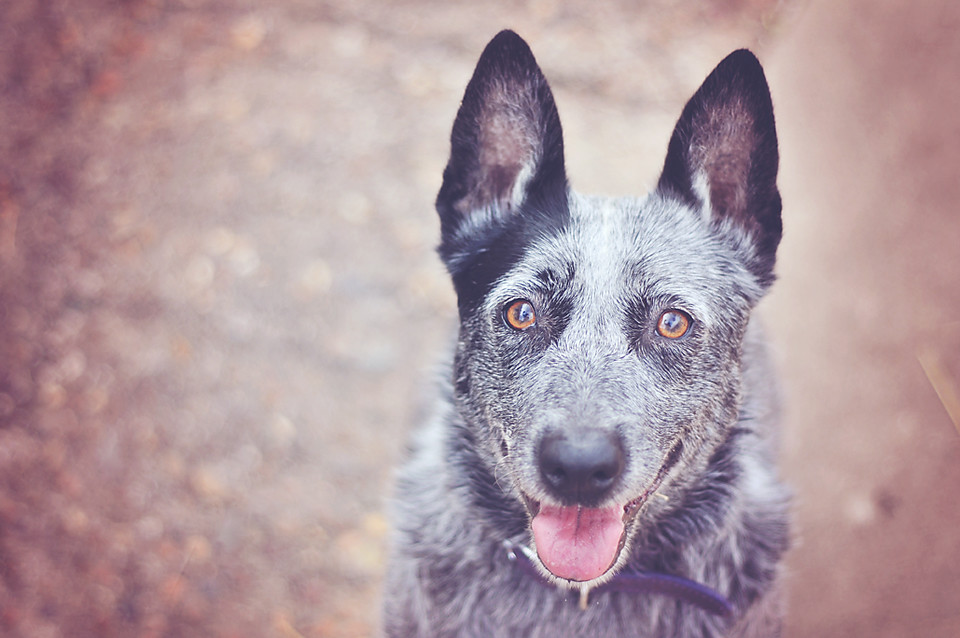 Australian Stumpy Tail Cattle Dog