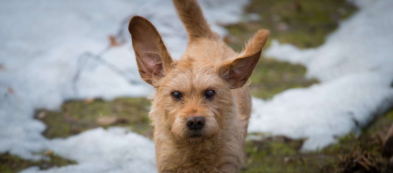 Basset Fauve de Bretagne hondenras