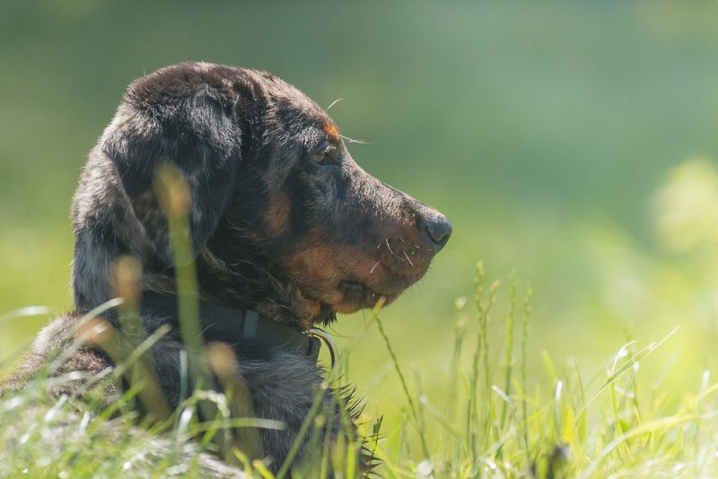 Beauceron