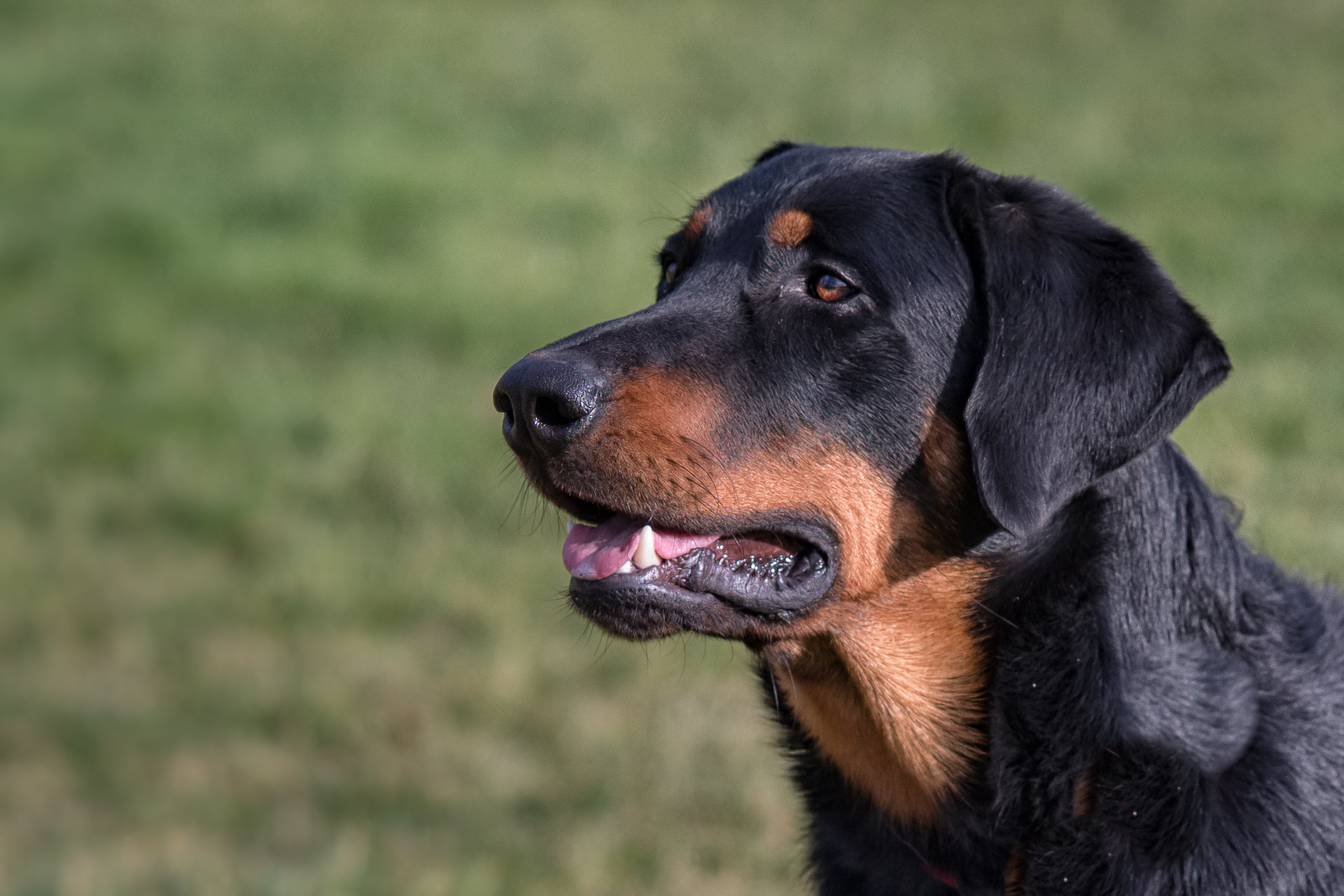 Beauceron Hondenrassen Wijzer ️