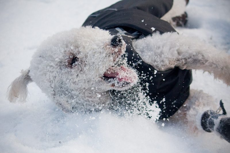 Bedlington Terrier