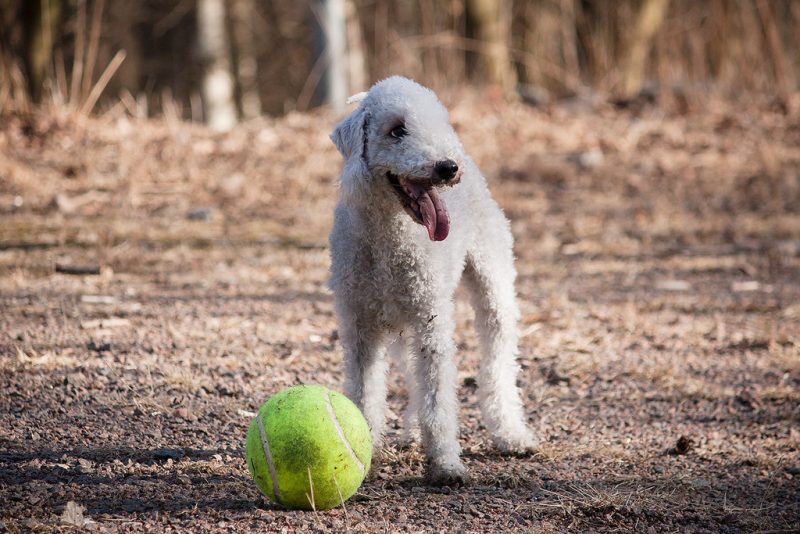 Bedlington Terrier hond