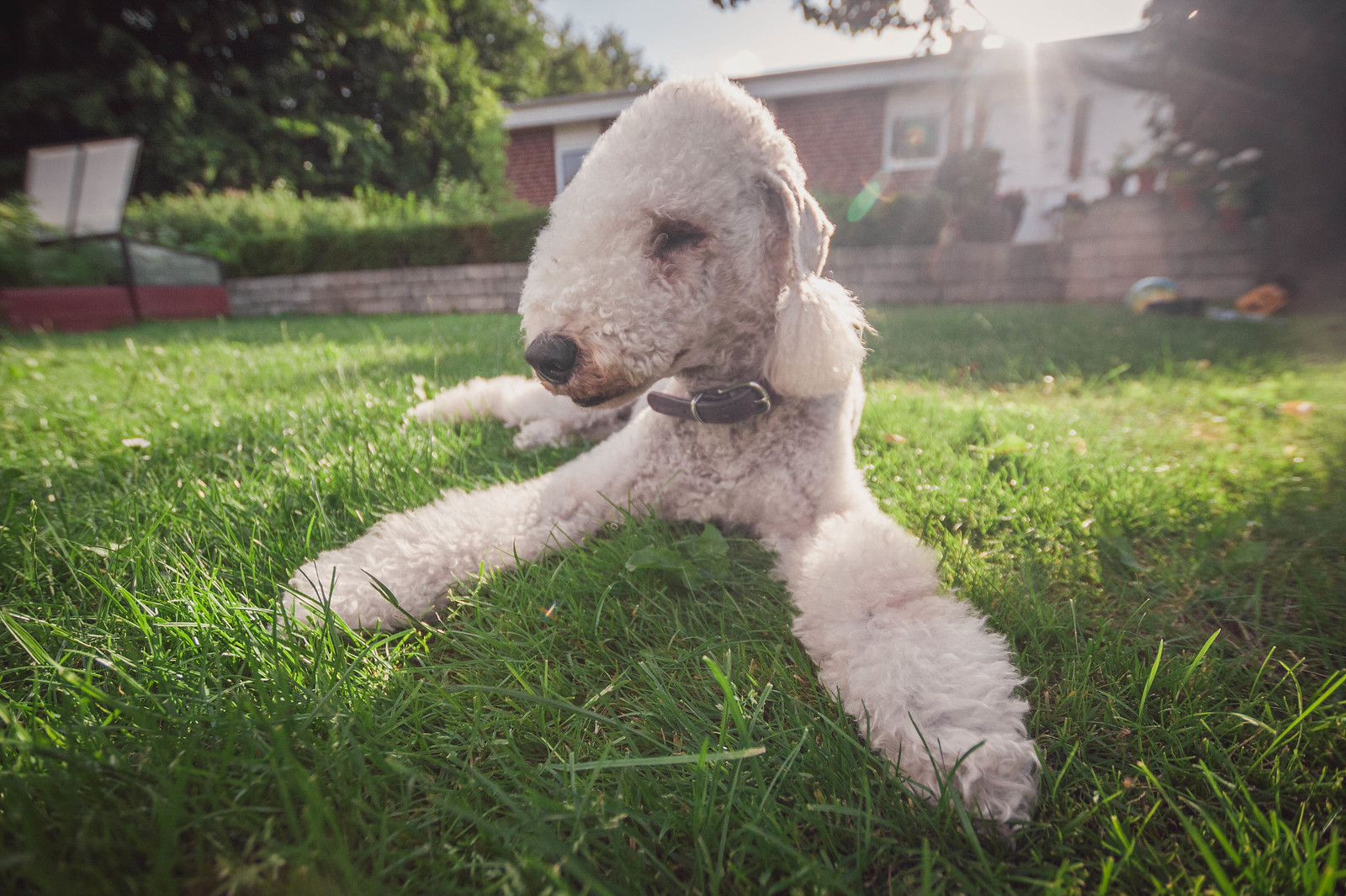 bedlington terrier hondenras