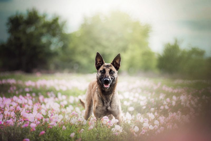 Belgische Mechelse herder hondenras