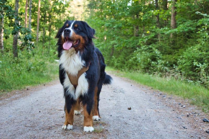 Berner Sennenhond