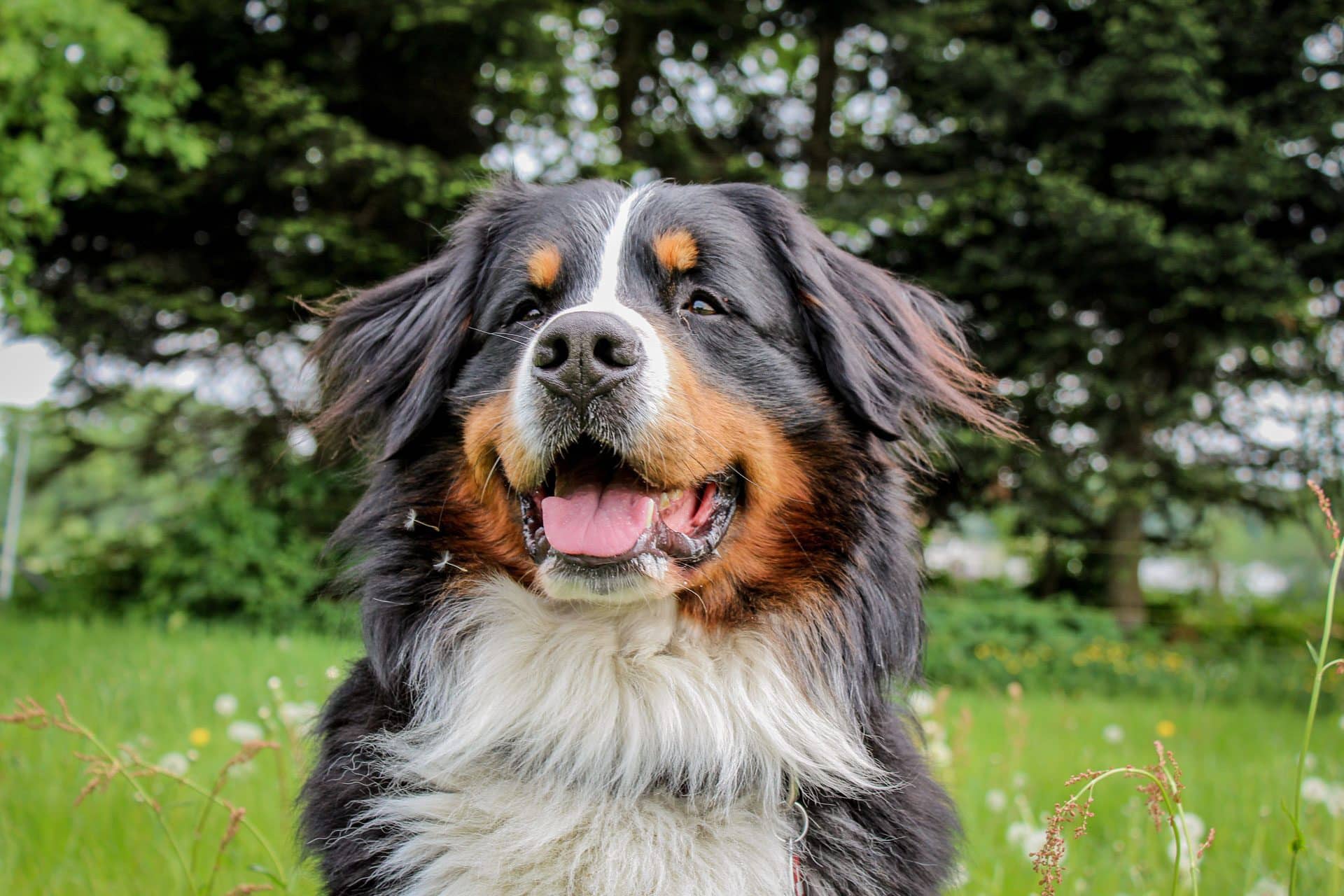 Berner Sennenhond hondenras