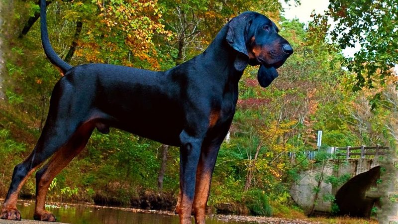 Black en Tan Coonhound