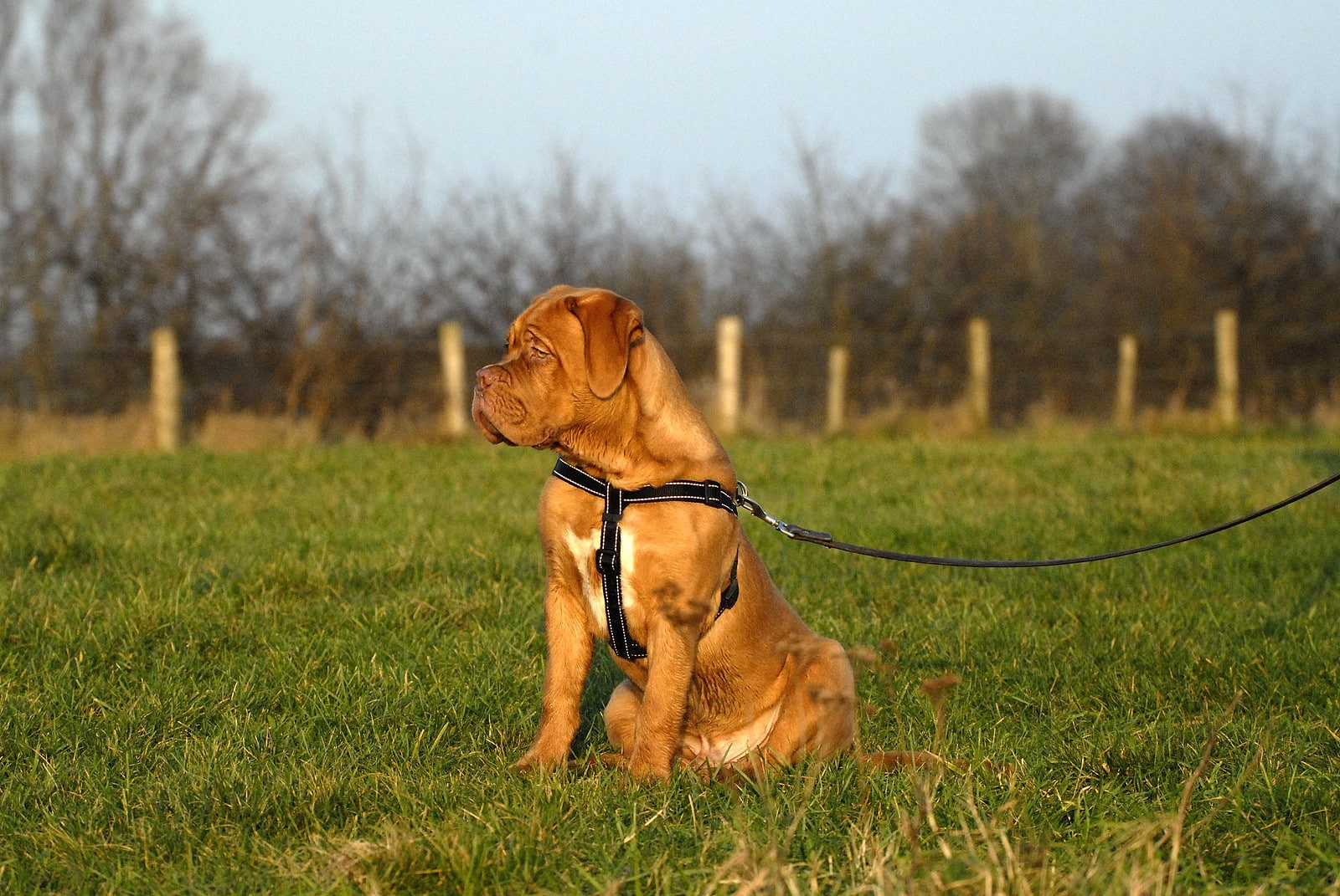 Bordeauxdog hondenras