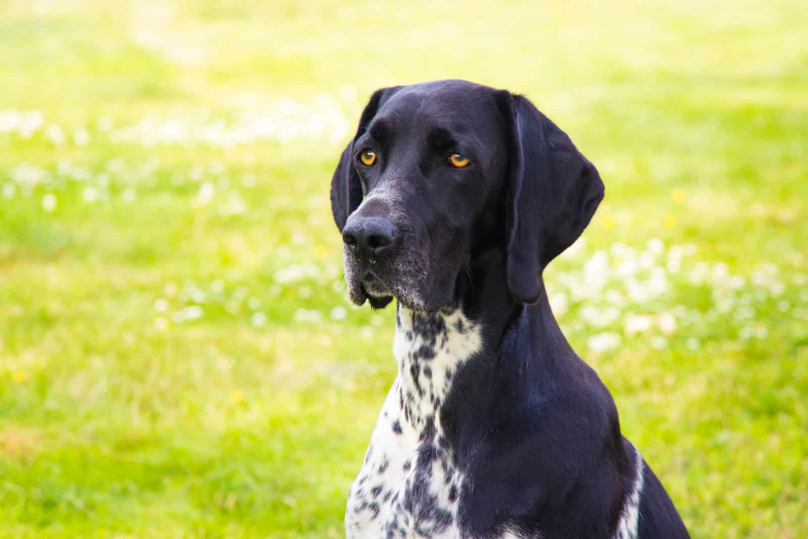 Braque Francais hondenras