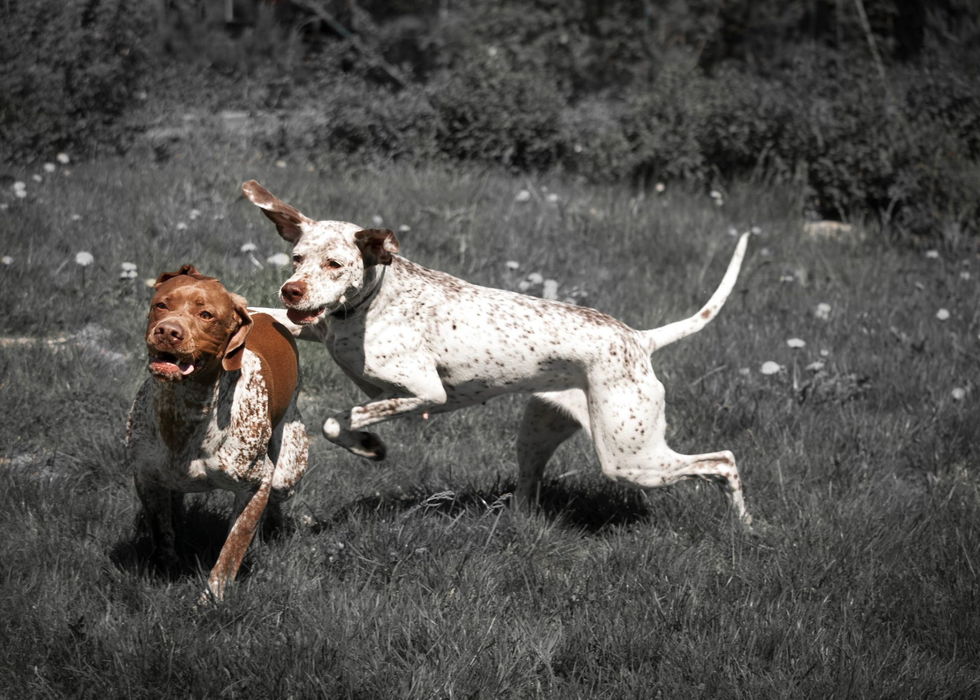 Braque du Bourbonnais hondenras