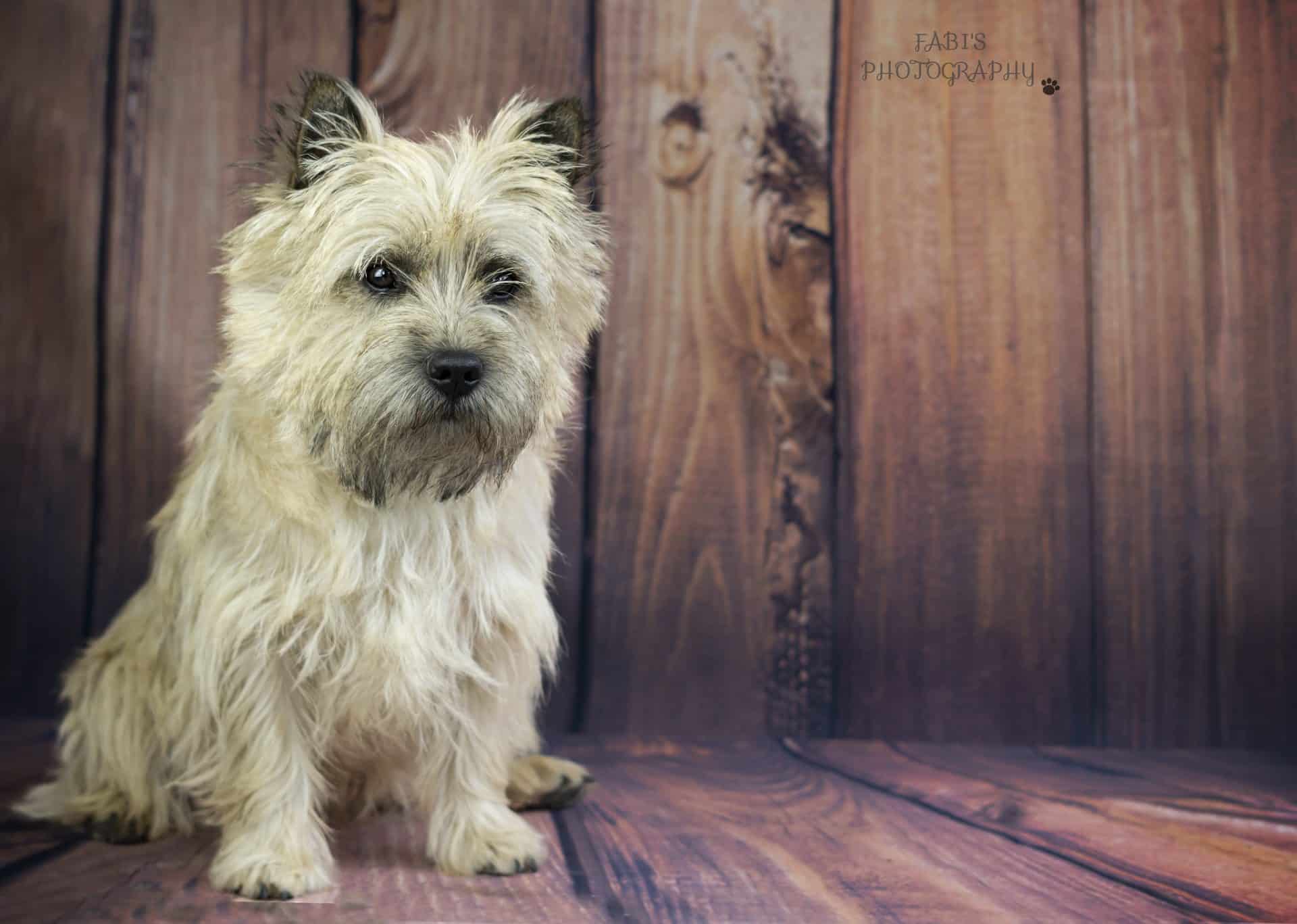 Cairn Terrier hondenras