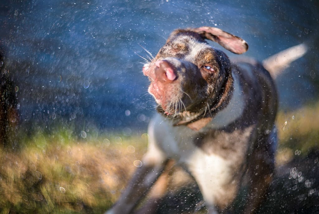 Catahoula Leopard Dog hondenras