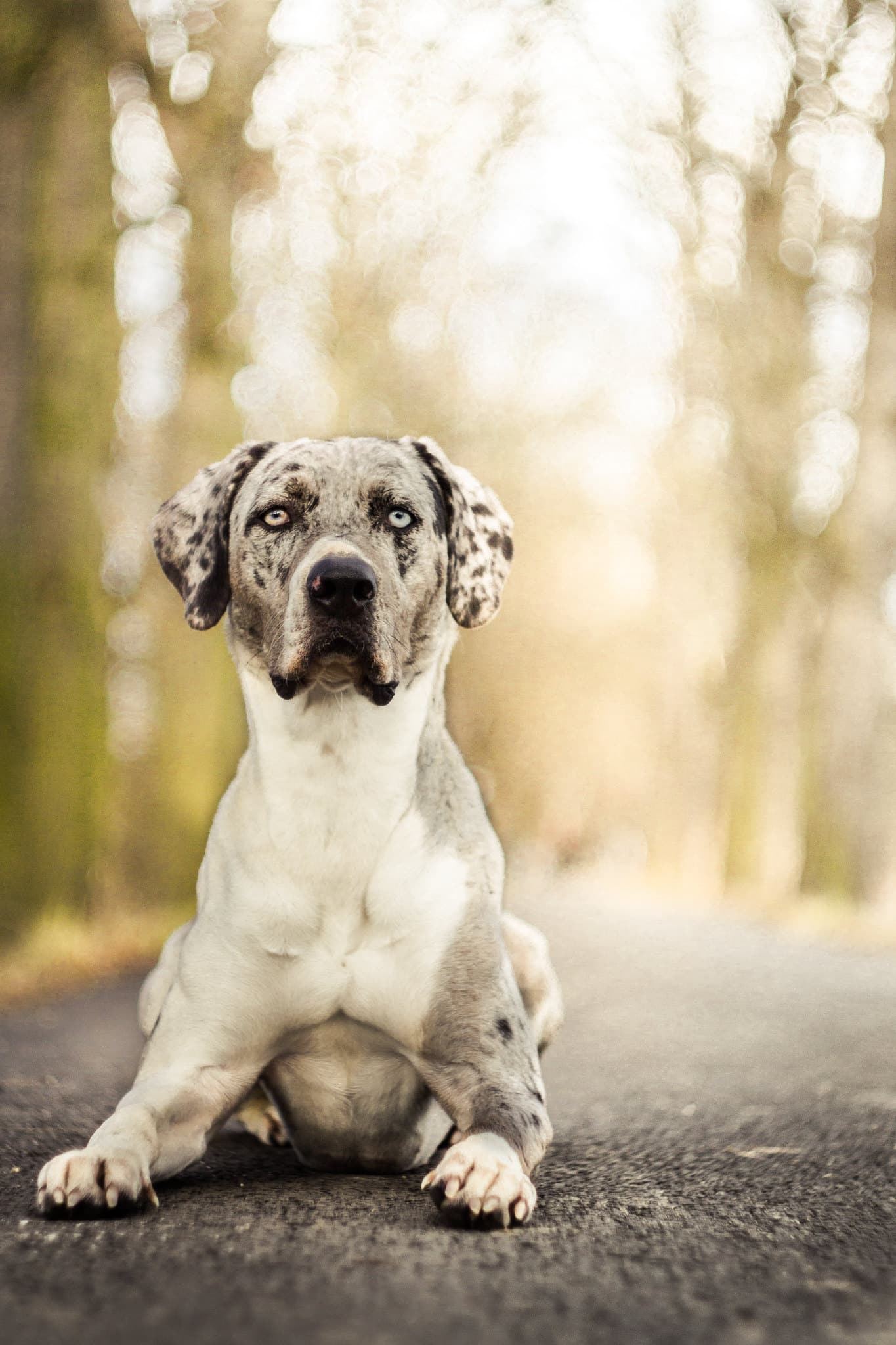 Catahoula Leopard Dog