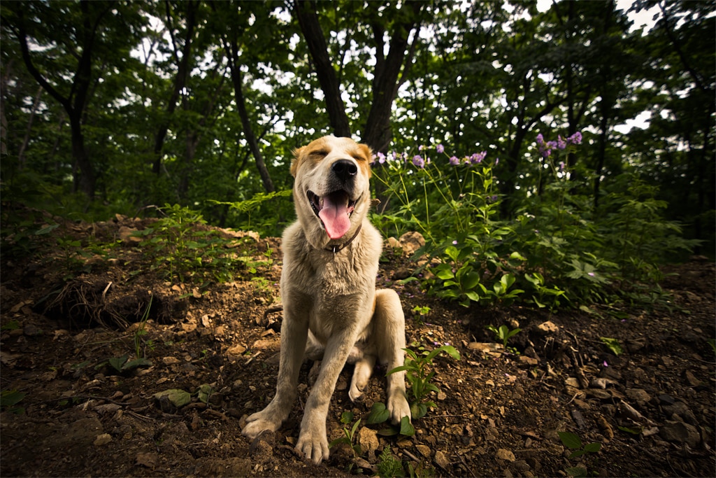 Centraal Aziatische Ovcharka hond