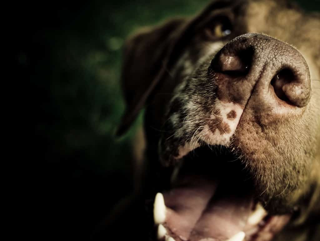 Chesapeake Bay Retriever hondenras