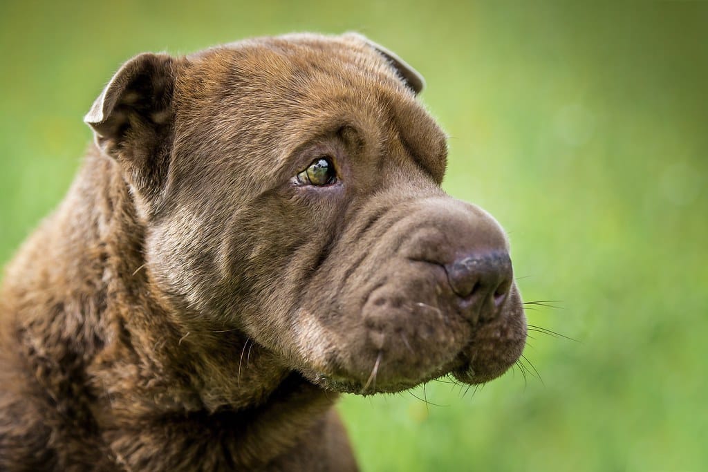 Chinese Shar-Pei