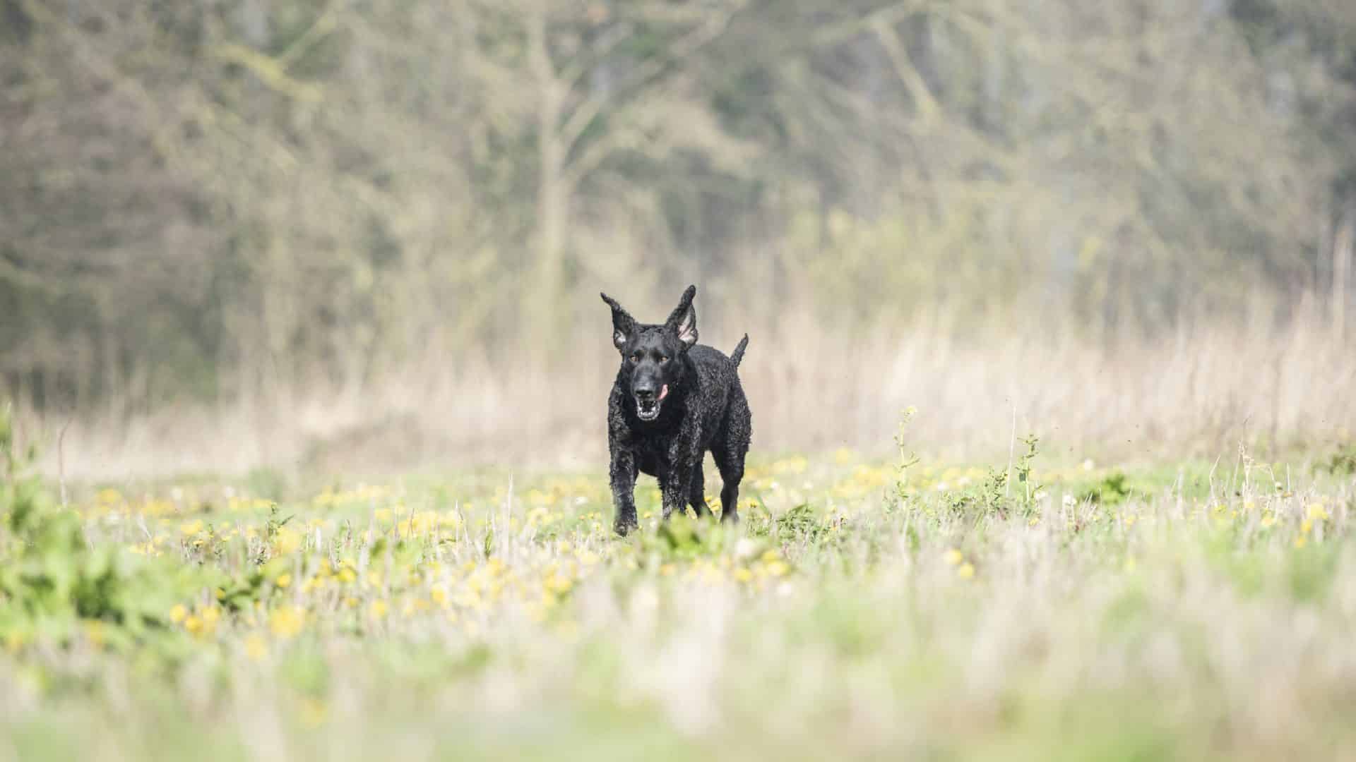Curly Coated Retriever hondenras