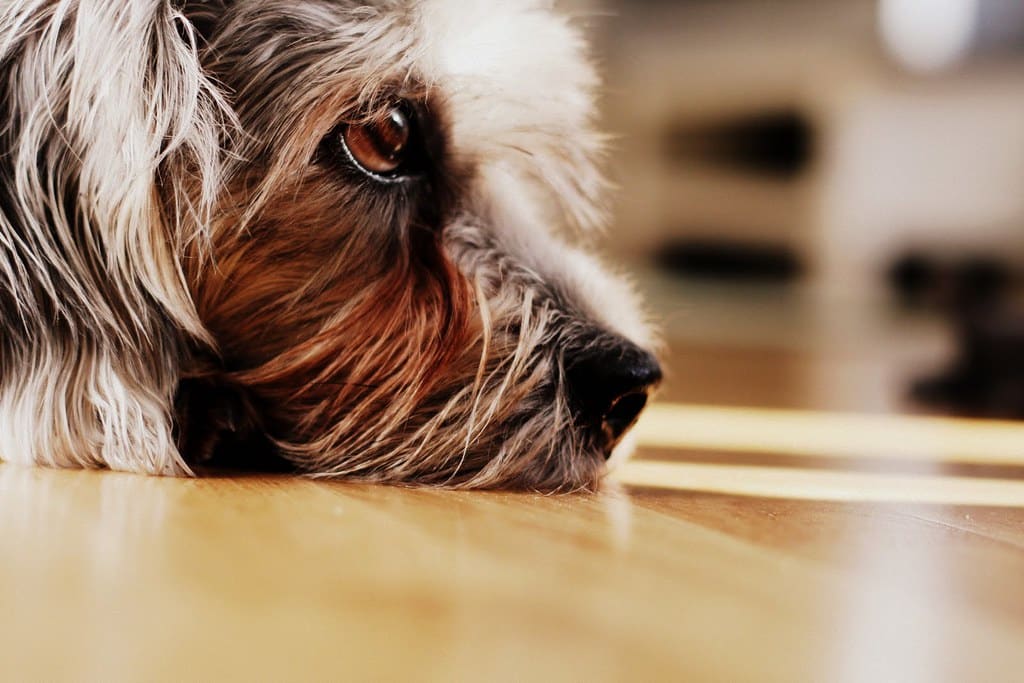 Dandie Dinmont Terrier hondenras