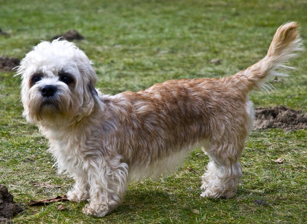 Dandie Dinmont Terrier