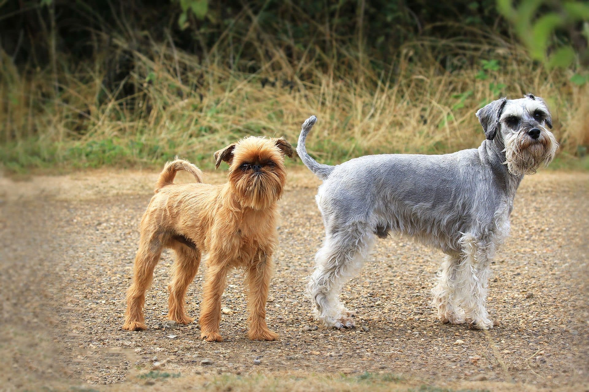 Griffon Bruxellois hondenras