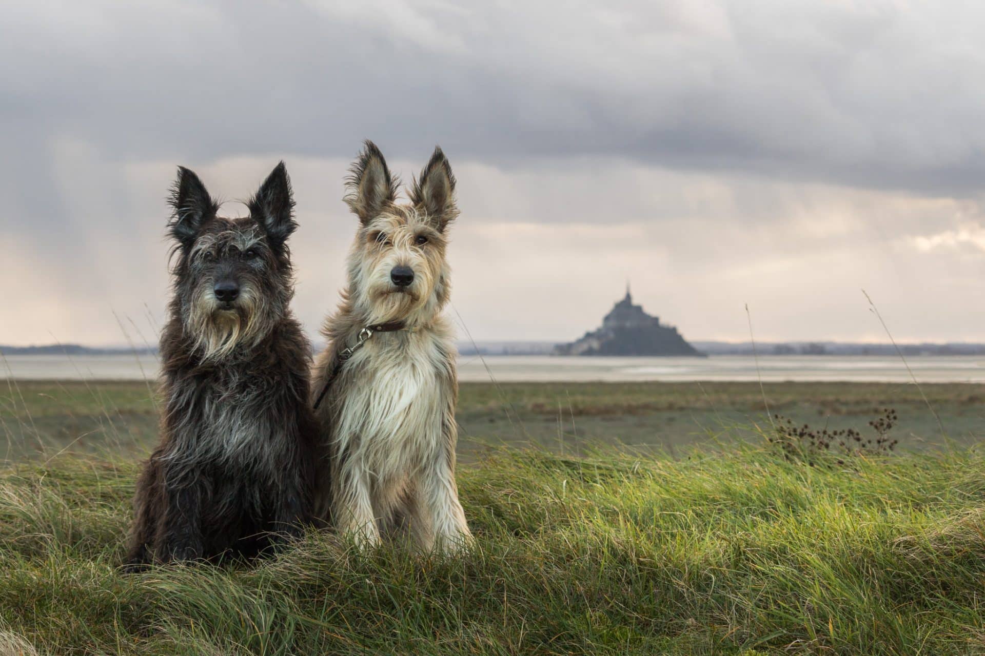 Picardische Herdershond