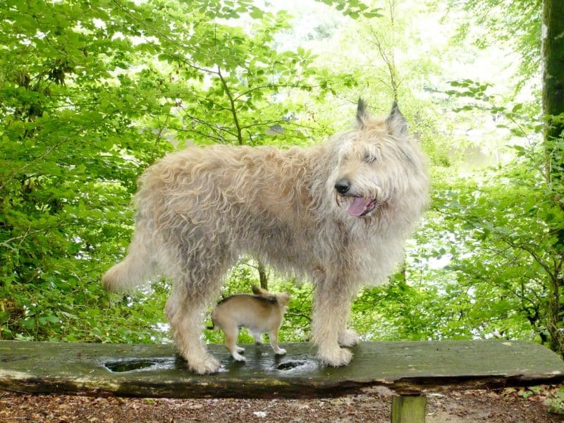 Picardische Herdershond hondenras