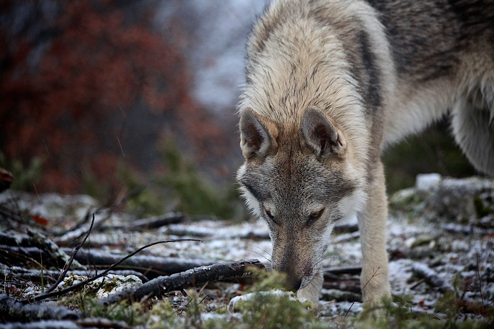 Tsjechoslowaakse Wolfhond hondenras