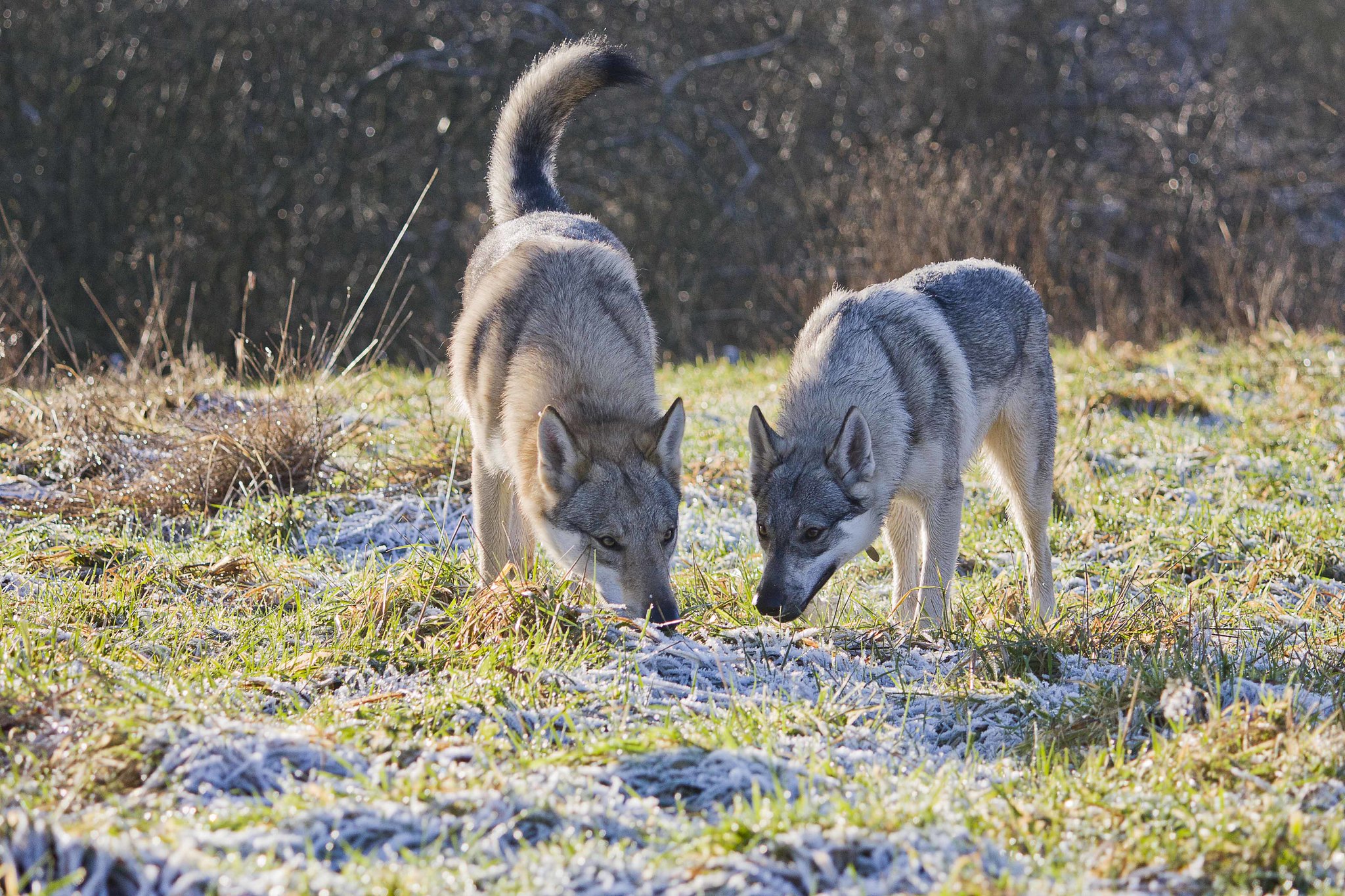 Tsjechoslowaakse Wolfhond