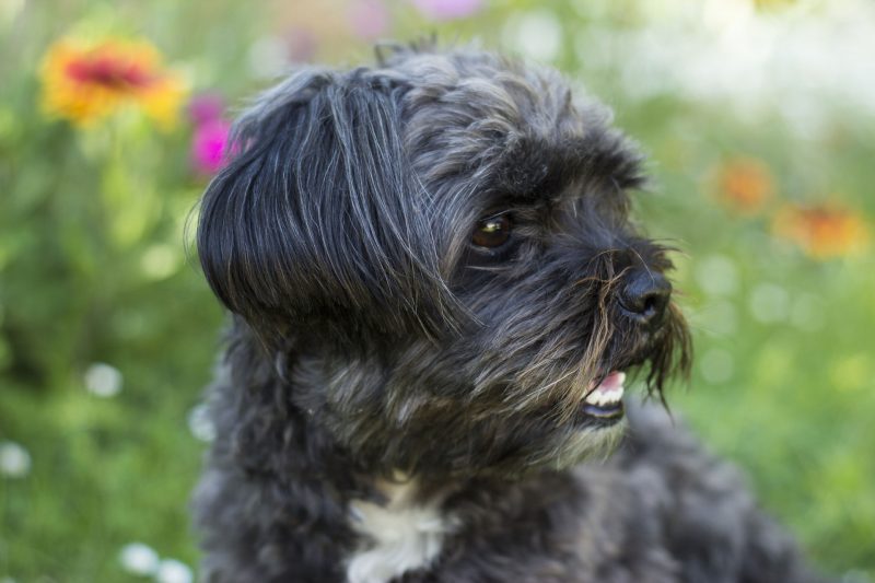 affenpinscher