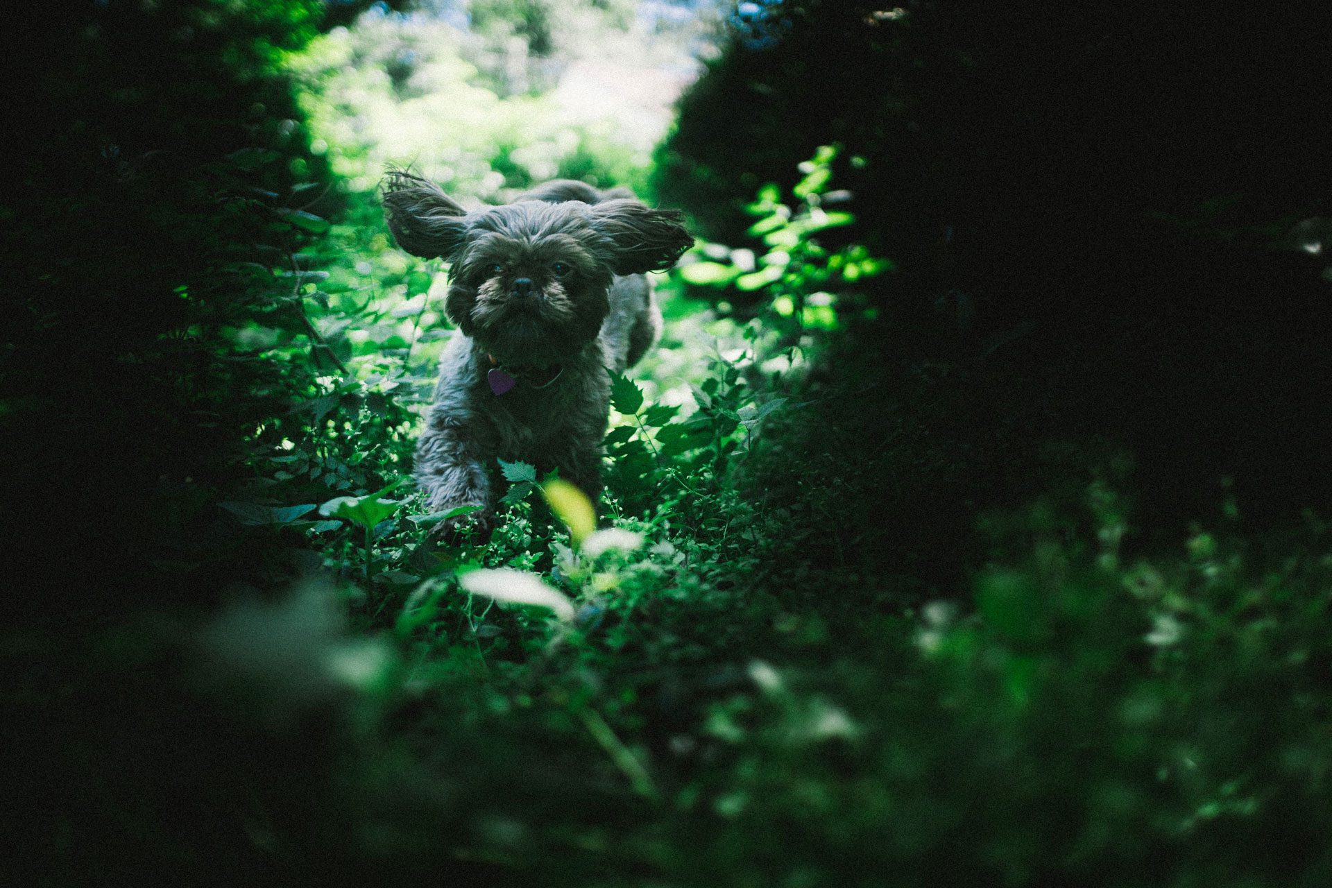 affenpinscher hondenras