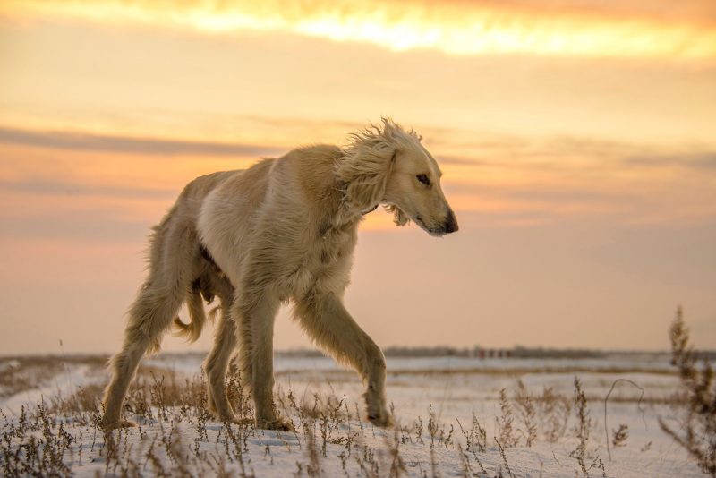 afghaanse windhond hondenras