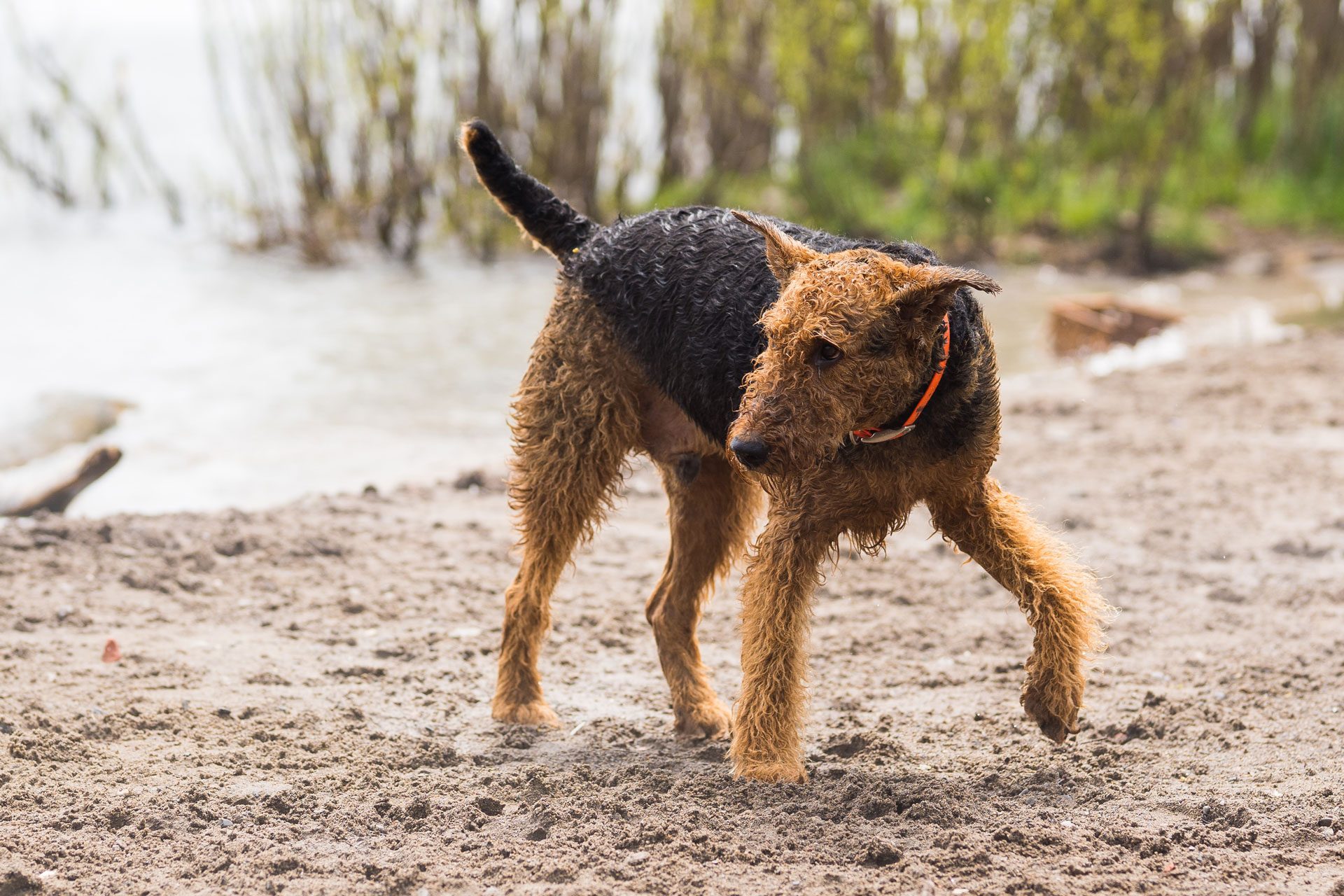 airedale terrier hondenras