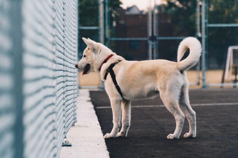 akita hond