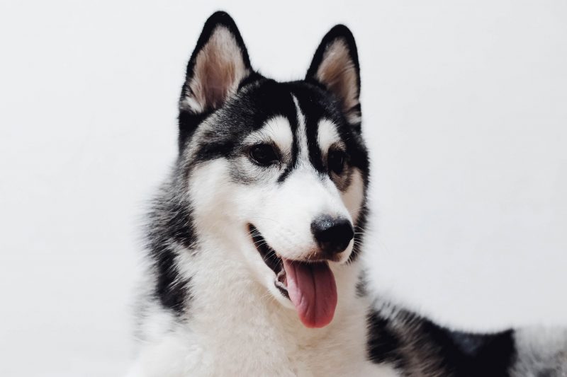 alaskan malamute hondenras