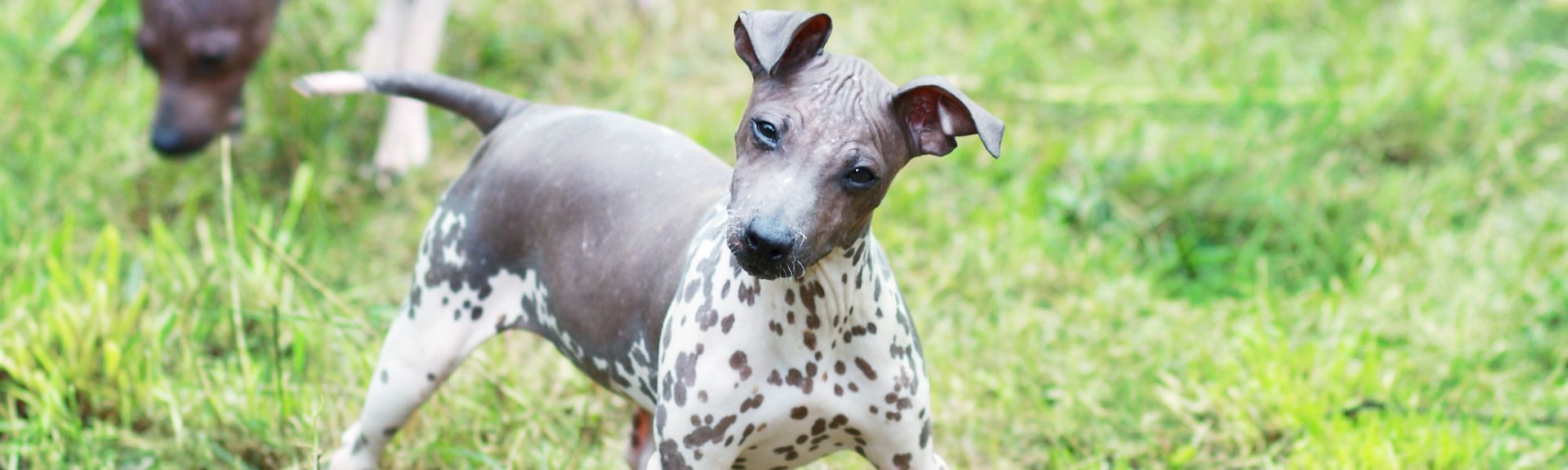 amerikaanse haarloze terrier