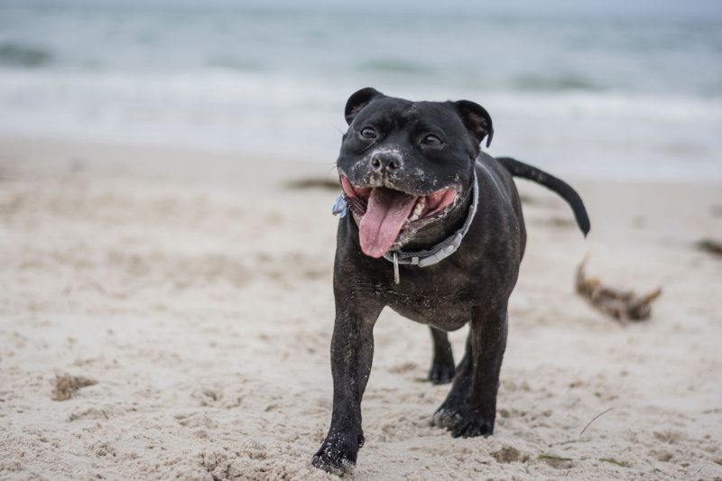 amerikaanse staffordshire terrier hondenras