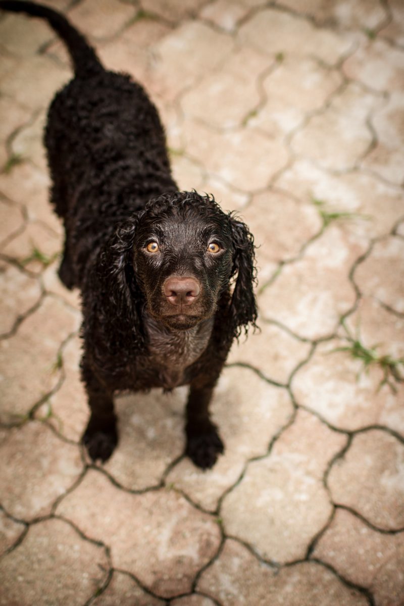 amerikaanse waterspaniel