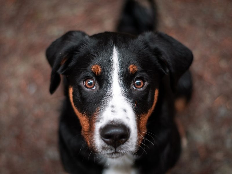 appenzeller sennenhond