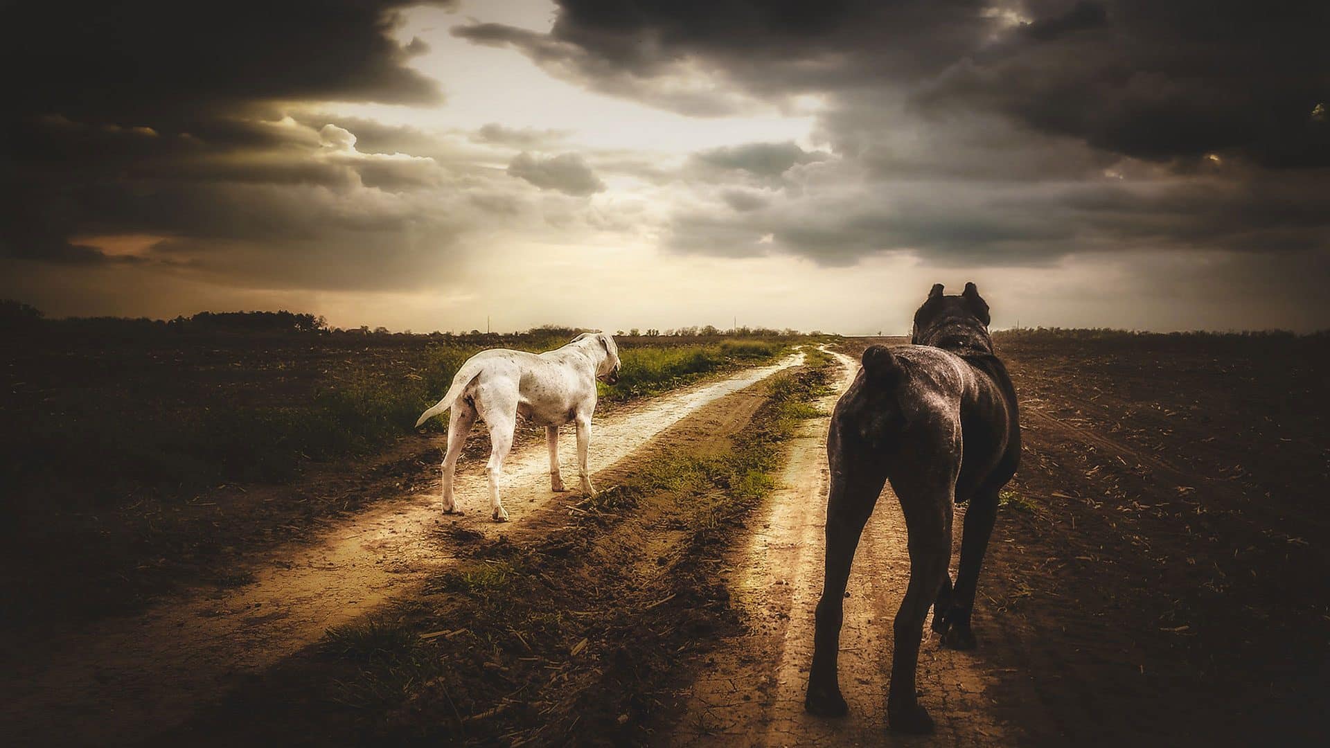 argentijnse hond hondenras