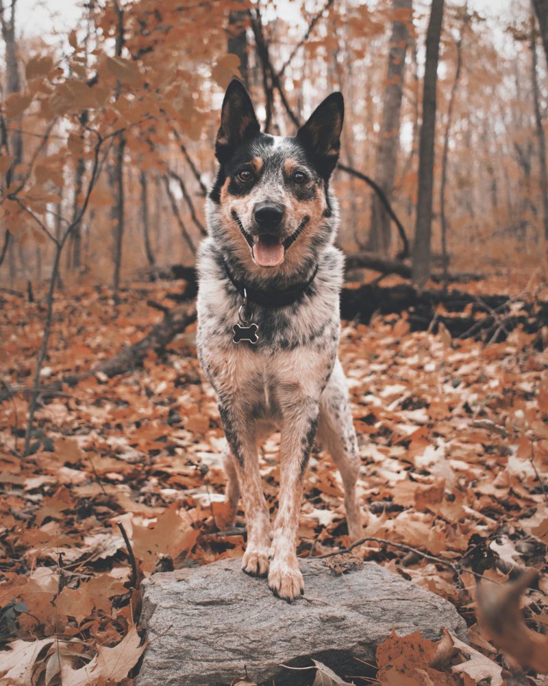 Australian Cattle Dog ras