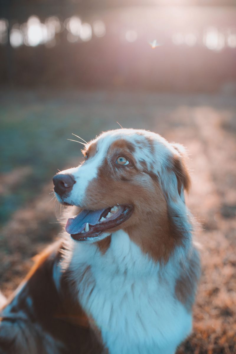 australian shepherd