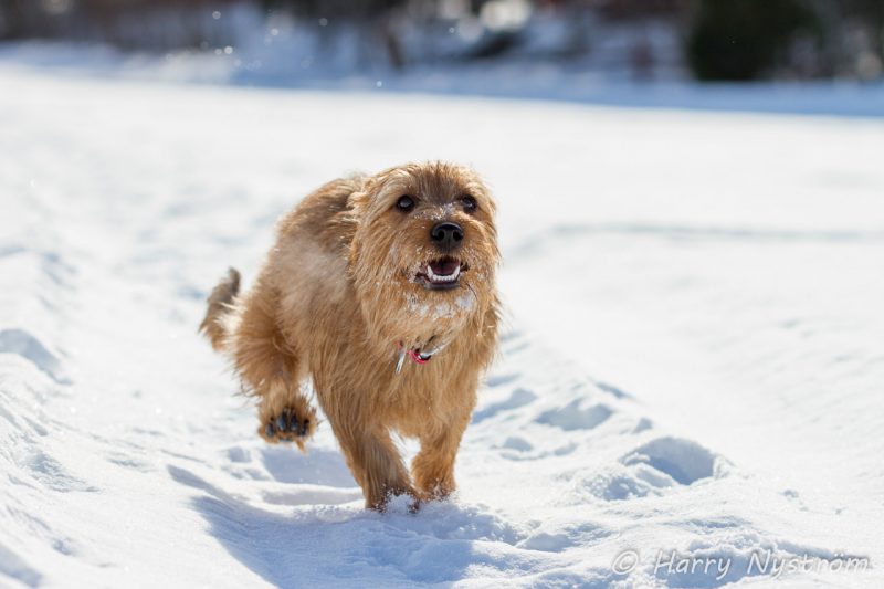 australian terrier