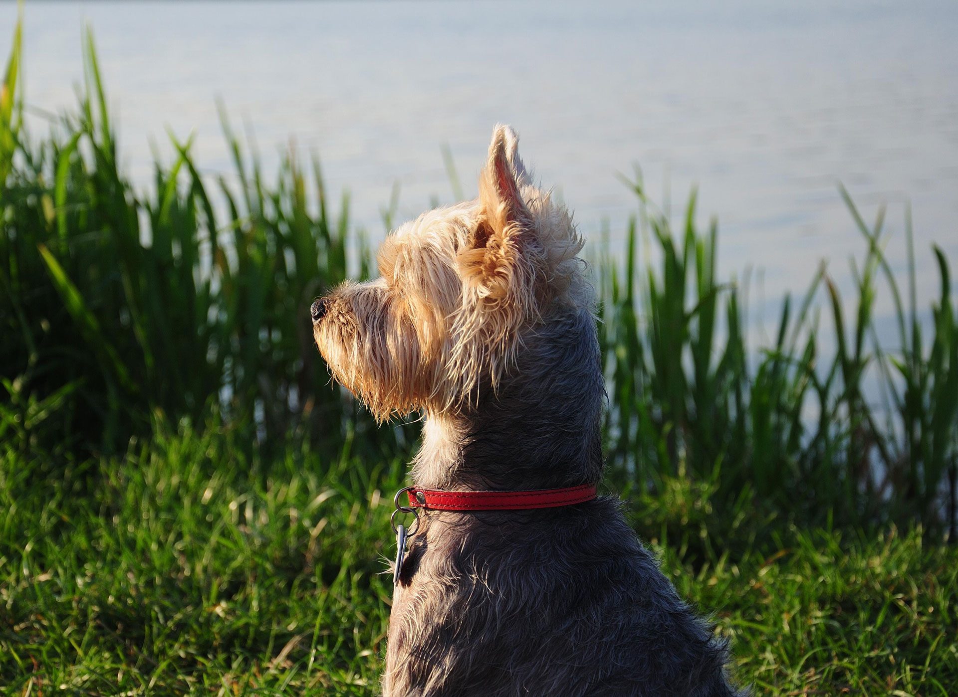 australian terrier hondenras