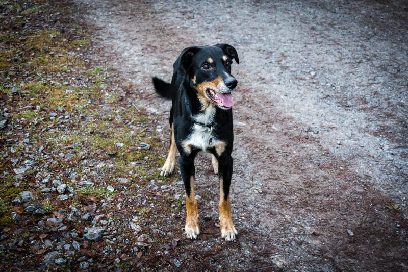 australische kelpie