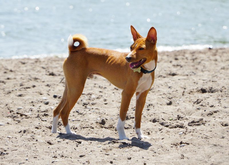 basenji hondenras