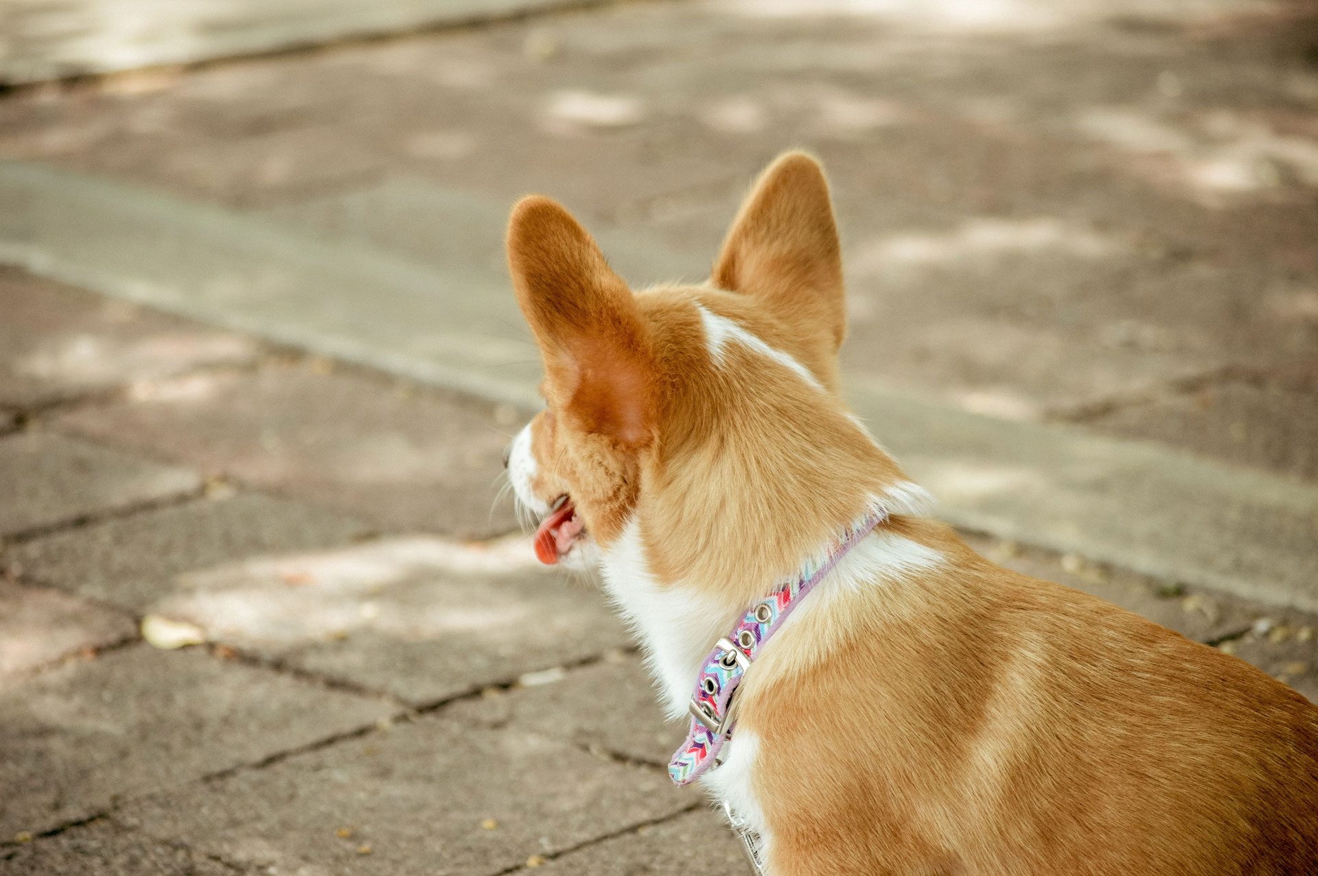 basenji hondenras
