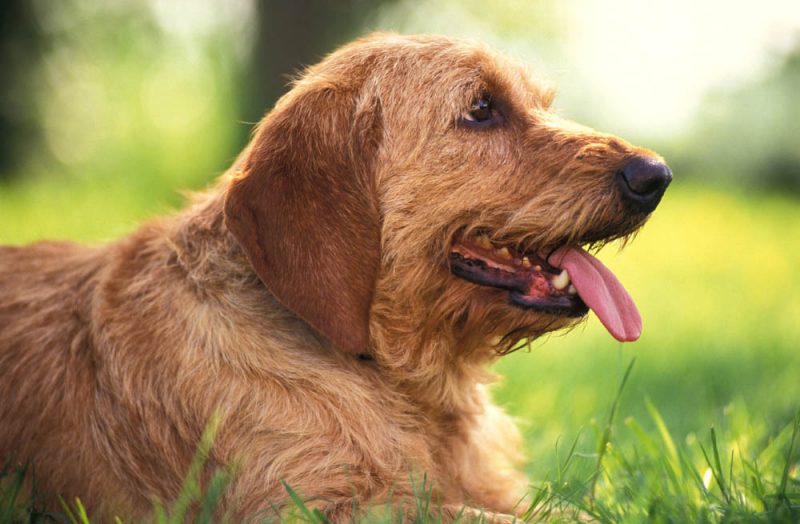 Basset Fauve de Bretagne