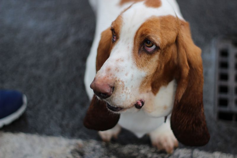 basset hound